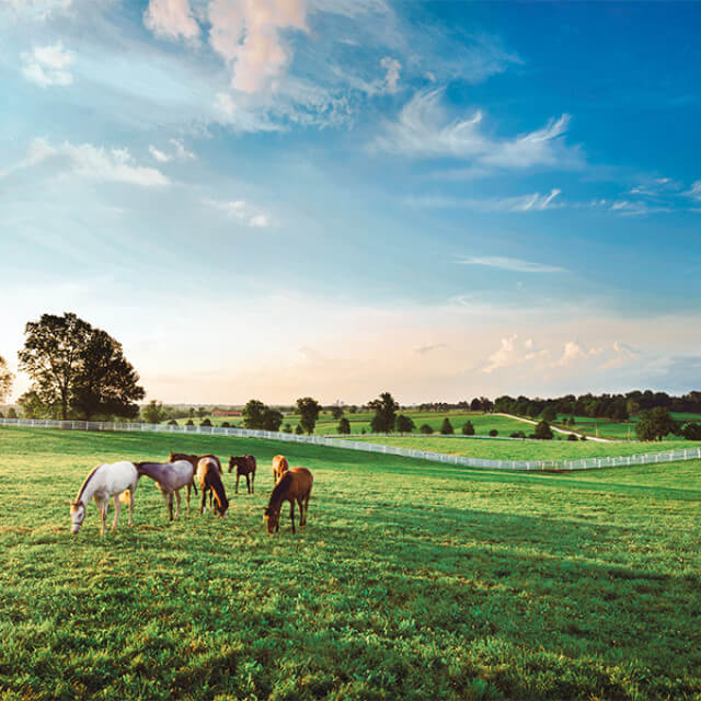 Horses at Darby Dan Farm in Lexington, Kentucky
