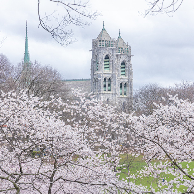 Cherry blossoms around the Cathedral Basilica in Newark, New Jersey