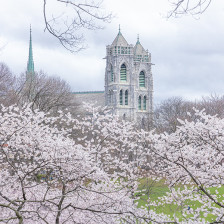 Cherry blossoms around the Cathedral Basilica in Newark, New Jersey