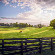 Horses roam rolling bluegrass hills on a Lexington, Kentucky, farm